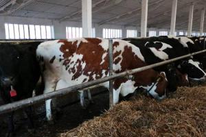 На Донеччині молочні ферми планують збільшити надій молока на корову