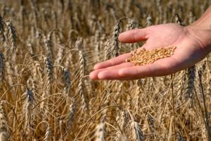Ціни на зерно зростатимуть повільними темпами — фермер