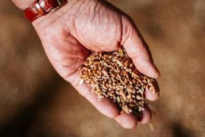 Аграрії відправили на експорт понад 10 млн тонн пшениці