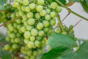 Названо найпридатніший для органічного виноробства сорт білого винограду 