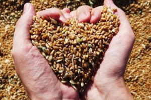 Аграрний фонд може зберігати стратегічні запаси зерна — думка