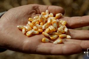 Зерно кукурудзи