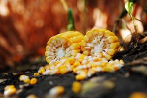 Аграрії США вдвічі випереджують Україну за темпами збору кукурудзи