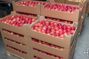 Названо оптимальні умови зберігання яблук для отримання максимального прибутку з реалізації
