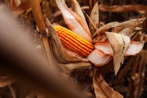 На Черкащині врожайність кукурудзи на 10% вища середньої в Україні