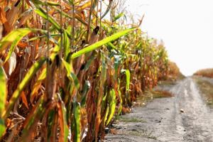 В США залишилось зібрати чверть врожаю кукурудзи