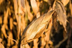 Площі вирощування кукурудзи можуть скоротитись на 24% — NASA