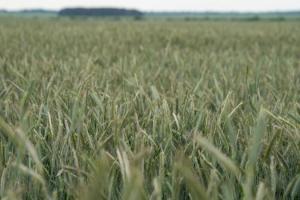 Через зростання цін на пшеницю посівні площі культури зростуть