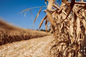 Фермери будуть змушені залишати кукурудзу на полях через високу вологість зерна