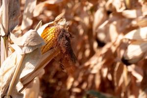 В США залишилось обмолотити 16% площ кукурудзи