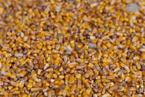 Оприлюднено тарифи на сушку кукурудзи 