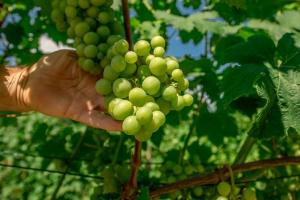 Для винороба володіти виноградником менш як 5 га нерентабельно — думка