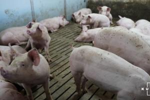 Ціна на живих свиней в Україні буде залишатися вищою за ціни в ЄС