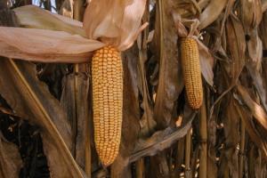 На Миколаївщині незаконно використовували 73 га пасовища для вирощування кукурудзи