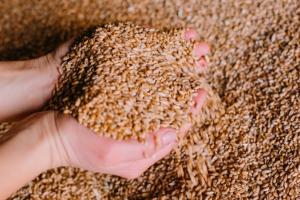 Україна нарощує експорт пшениці