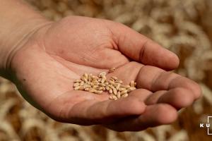 Зернові сорти української селекції пристосованіші до несприятливих умов, ніж іноземні — фермер