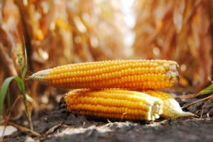 Експортні ціни на українське фуражне зерно ростуть