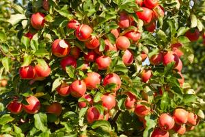 Сади Дніпра відправили яблука в Африку