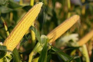 Солодку кукурудзу вітчизняної селекції вирощуватимуть в Європі