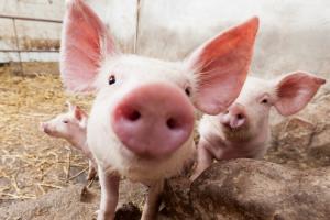 На Кіровоградщині зафіксували випадок африканської чуми свиней
