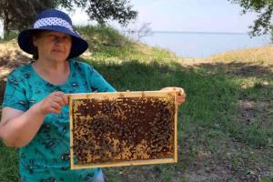 На Миколаївщині колишня вчителька займається селекцією породи бджіл Українська степова