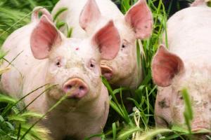 Ціни на свиней живою вагою — прогноз на 20-26 грудня