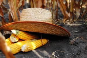 Аграрії поставили на зовнішні ринки 8,5 млн тонн кукурудзи