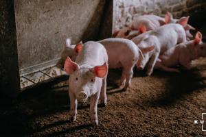 Свиногосподарства України скорочують поголів'я