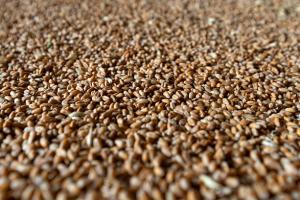 Ціна кукурудзи і пшениці зросте з початку року — думка