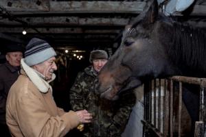Фермер із Київщини зробив Новорічний подарунок селянину, у якого вкрали коня