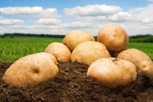 Україна наростила експорт картоплі