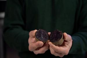 Фіолетова картопля сорту Либідь