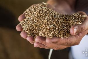 Зерно пшениці в руках