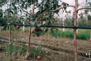 В Україні зареєстрували 5 популярних сортів плодових культур