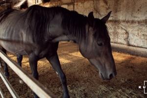 На Полтавщині громада шукає корми для комунальних коней