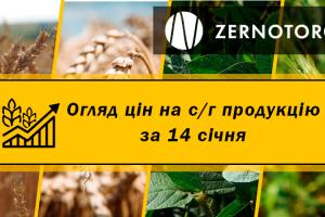 Як змінились ціни на кукурудзу — огляд за 14 січня від Zernotorg.ua