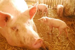 Ціни на свиней живою вагою — прогноз