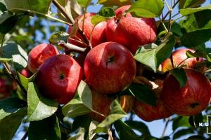 Для українських яблук відкриється ще один експортний ринок