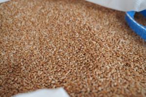 Зерно пшениці