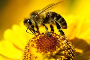 Бджола на квітці