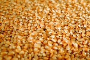 При зберіганні сирого зерна псується до 13% врожаю — експерт