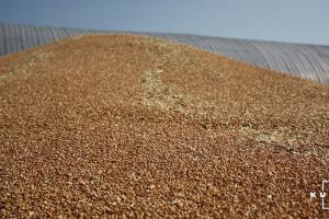 На експортному ринку падає ціна української пшениці — G.R. Agro