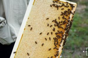 На Буковині запрацює музей бджільництва
