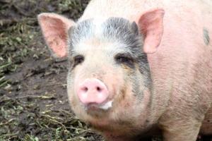 Озвучено ціни на свиней живою вагою