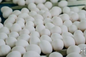 В Україні знижується виробництво яєць