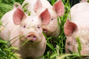 Ціни на живець свиней — прогноз на 21-27 лютого