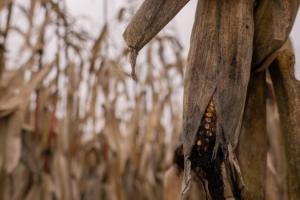 Фермерам розповіли про ризики продажу кукурудзи, яка зимувала в полі