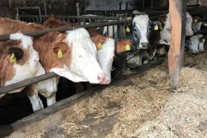 Сімейні молочні ферми передали ЗСУ 15 000 л молока