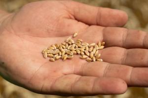 Якщо посівна в Україні провалиться, то зерно у світі подорожчає на 50% — фахівець