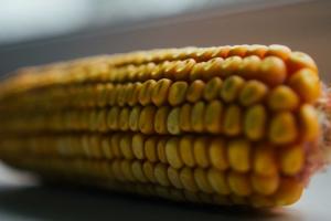 Експортна ціна кукурудзи на західному кордоні впала
